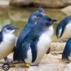 bluepenguin682